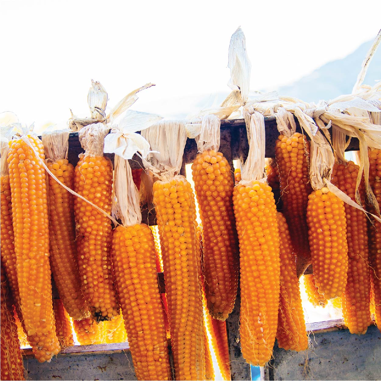Farmer's Popcorn Cob