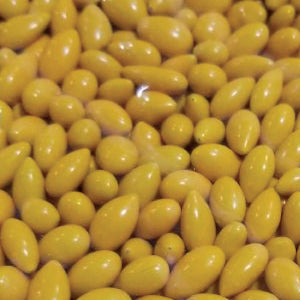 Yellow Sunny Seeds Bulk